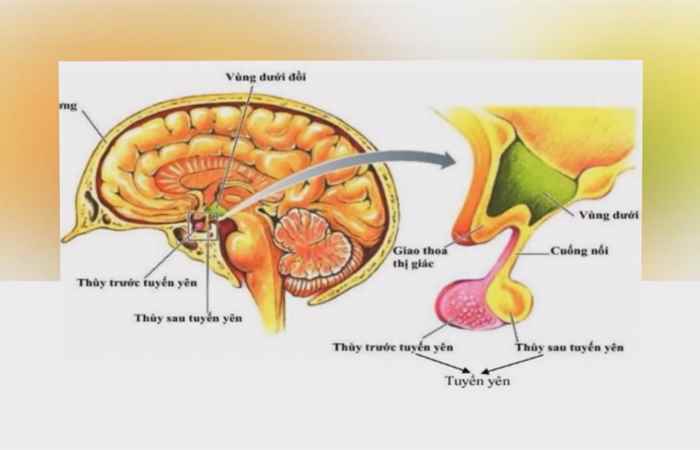 Sống khỏe 360 - Hậu quả của việc suy giảm tuyến yên (11-02-2020)